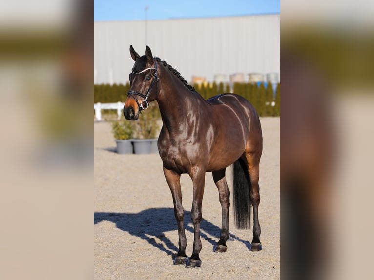 Oldenburger Ruin 6 Jaar 170 cm Zwartbruin in Schwäbisch Hall