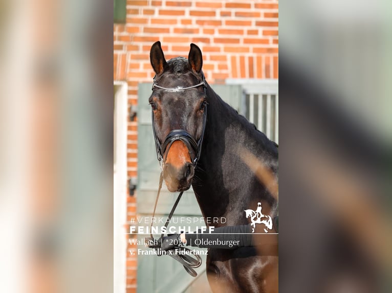 Oldenburger Ruin 6 Jaar 171 cm Donkerbruin in Rügge