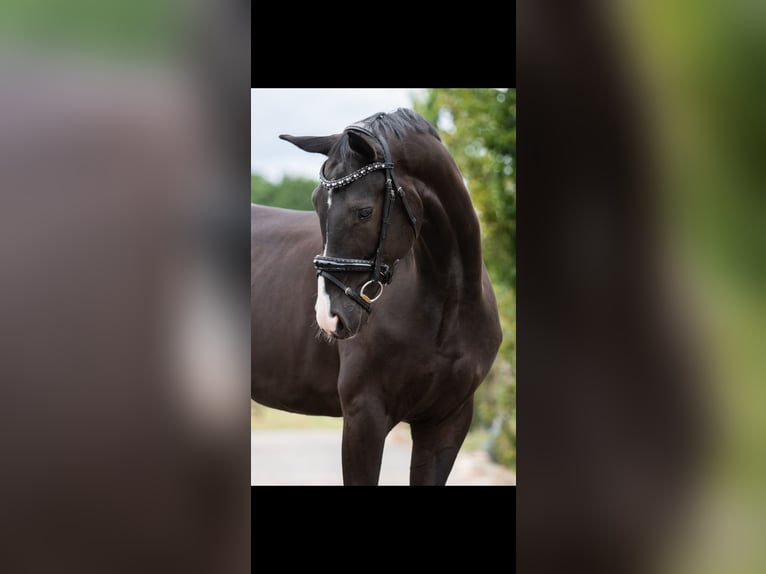 Oldenburger Ruin 6 Jaar 172 cm Zwart in Nuland