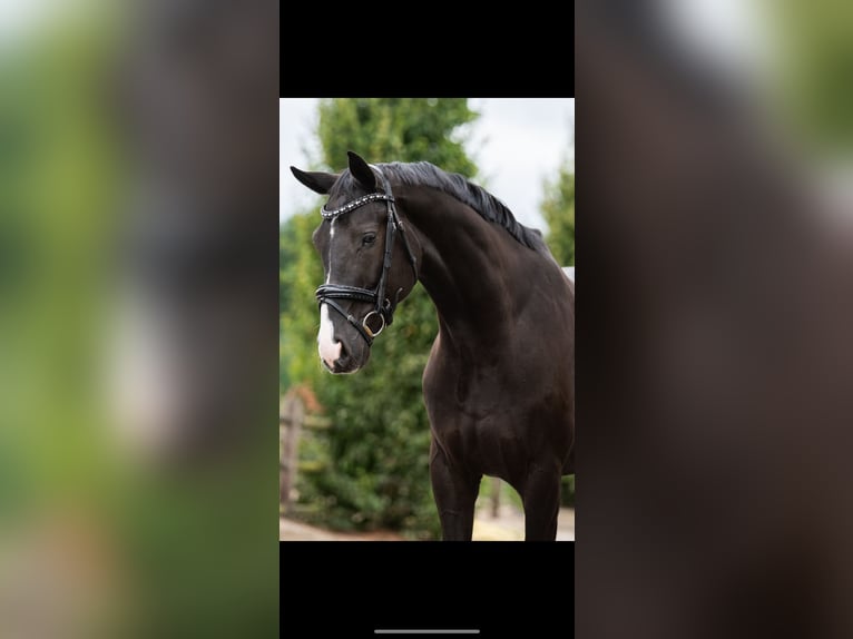 Oldenburger Ruin 6 Jaar 172 cm Zwart in Nuland