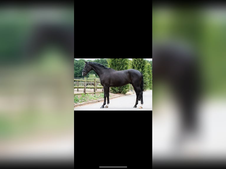 Oldenburger Ruin 6 Jaar 172 cm Zwart in Nuland