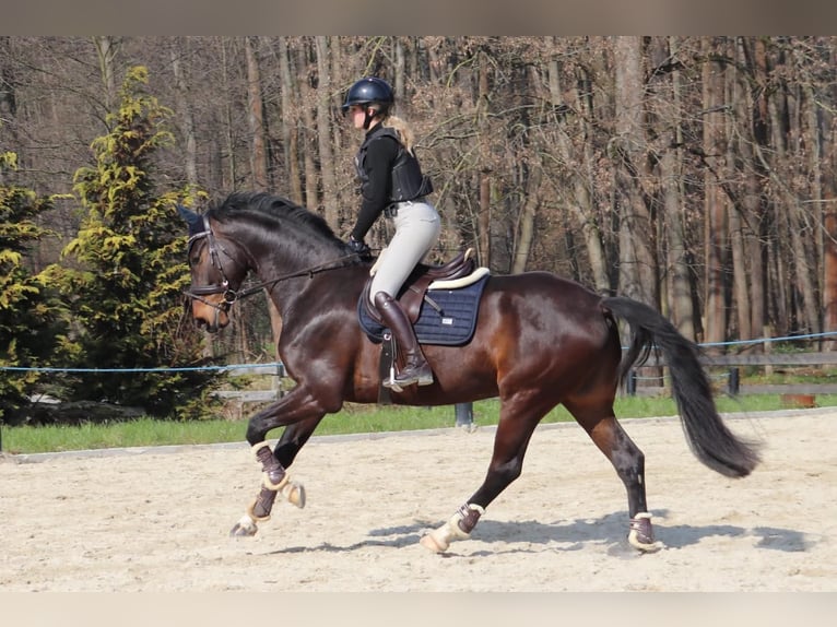 Oldenburger Ruin 6 Jaar 173 cm Bruin in Meerane