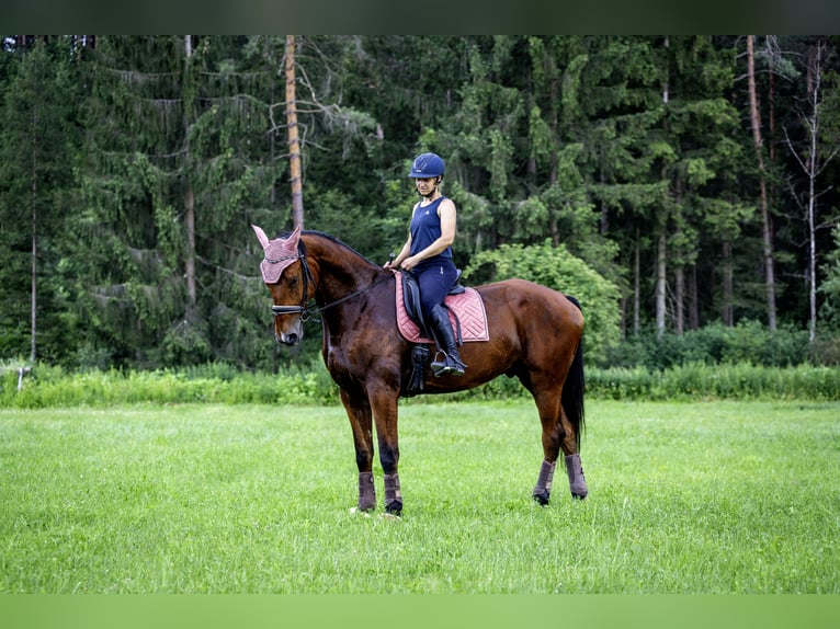 Oldenburger Ruin 6 Jaar 174 cm Bruin in Poggersdorf