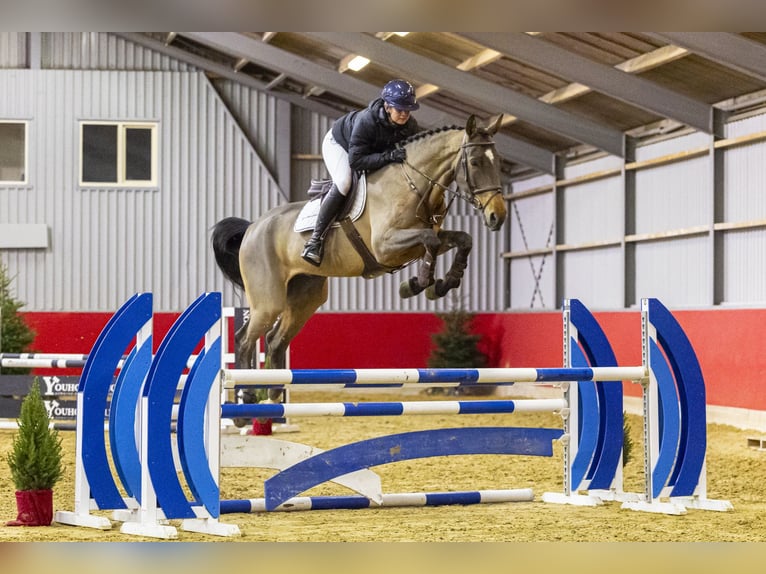 Oldenburger Ruin 6 Jaar 174 cm Bruin in Waddinxveen