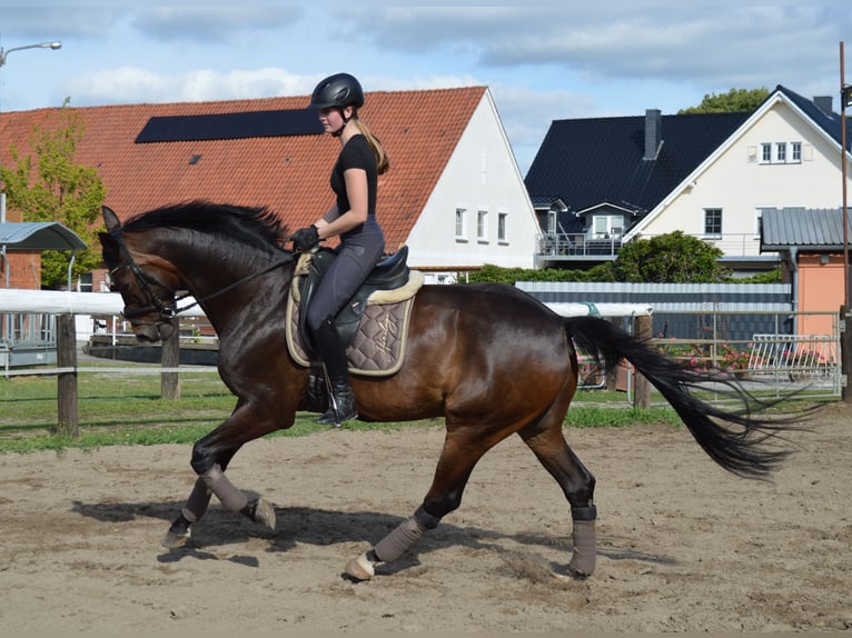 Oldenburger Ruin 6 Jaar 174 cm Donkerbruin in Bassum