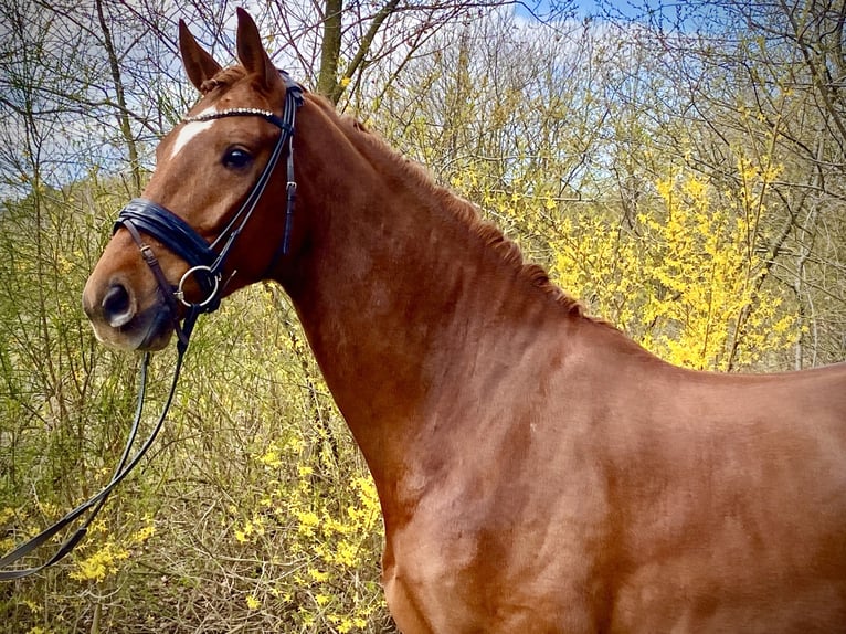 Oldenburger Ruin 6 Jaar 174 cm Donkere-vos in Wietmarschen