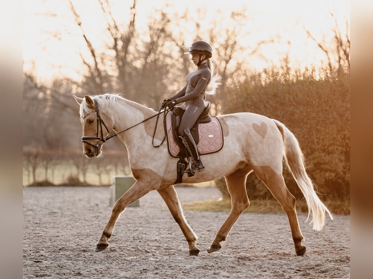 Oldenburger Ruin 6 Jaar 174 cm Palomino in Berlin