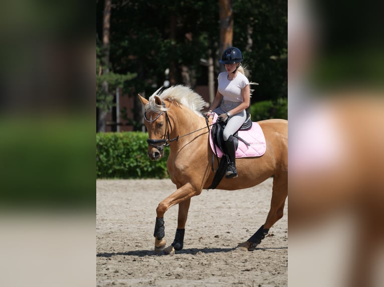 Oldenburger Ruin 6 Jaar 174 cm Palomino in Berlin