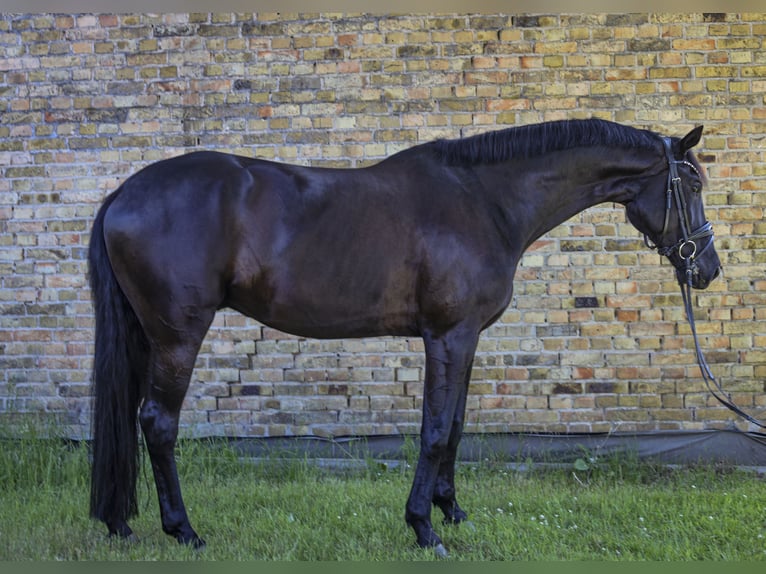 Oldenburger Ruin 6 Jaar 174 cm Zwart in Emsdetten