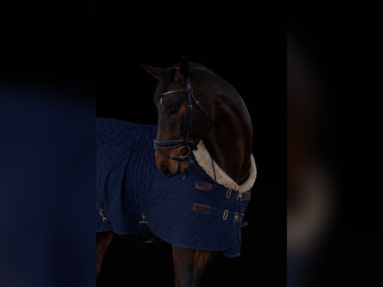 Oldenburger Ruin 6 Jaar 175 cm Donkerbruin in Selbitz