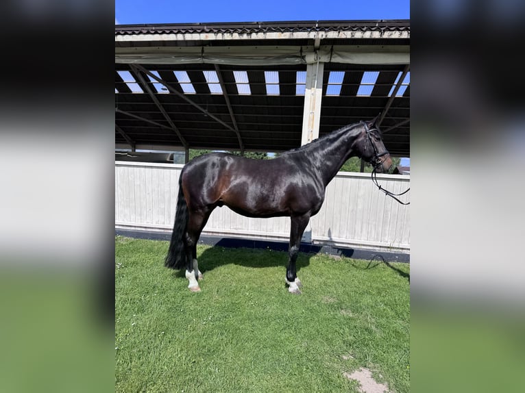 Oldenburger Ruin 6 Jaar 175 cm Roodbruin in Piaseczno