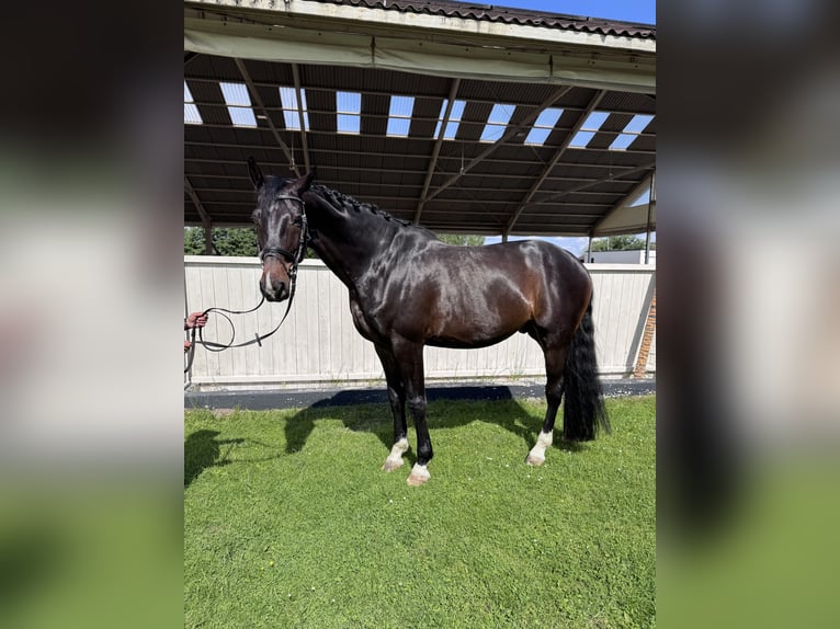 Oldenburger Ruin 6 Jaar 175 cm Roodbruin in Piaseczno