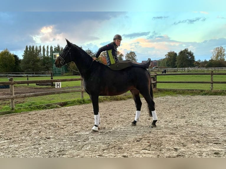 Oldenburger Ruin 6 Jaar 175 cm Zwartbruin in Bramsche