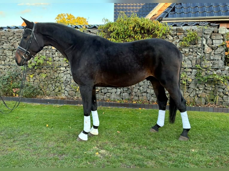 Oldenburger Ruin 6 Jaar 175 cm Zwartbruin in Bramsche