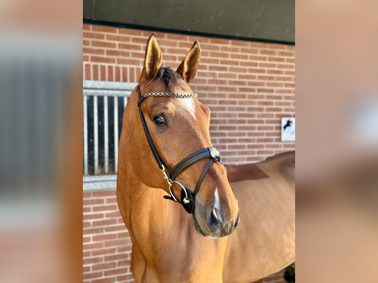 Oldenburger Ruin 6 Jaar 177 cm Bruin in Bladel