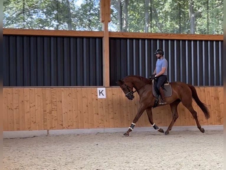 Oldenburger Ruin 6 Jaar 180 cm Vos in Niemegk