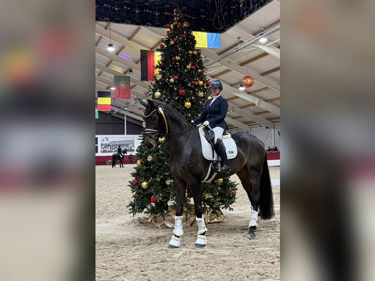 Oldenburger Ruin 6 Jaar 185 cm Donkerbruin in Mönchengladbach