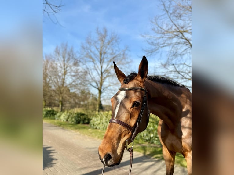 Oldenburger Ruin 6 Jaar Bruin in Visbek