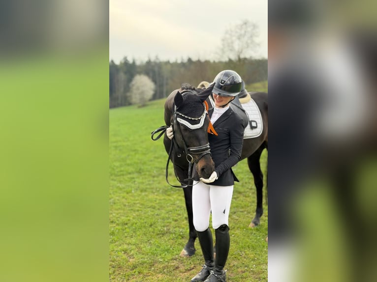 Oldenburger Ruin 7 Jaar 163 cm Zwartbruin in Kümmersbruck