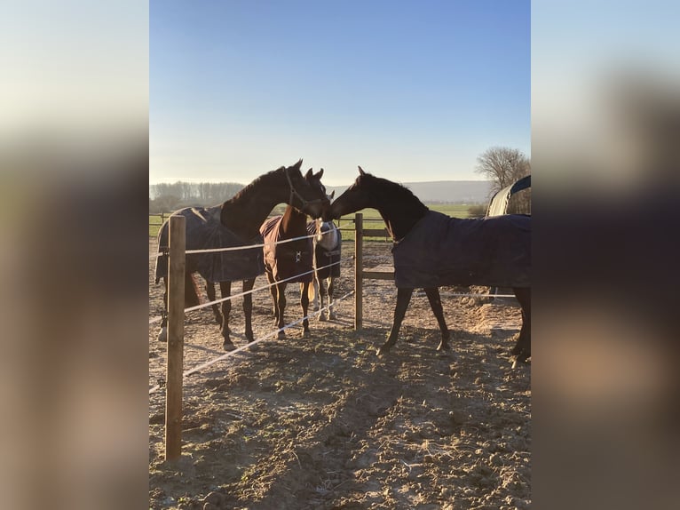 Oldenburger Ruin 7 Jaar 163 cm Zwartbruin in Barsinghausen