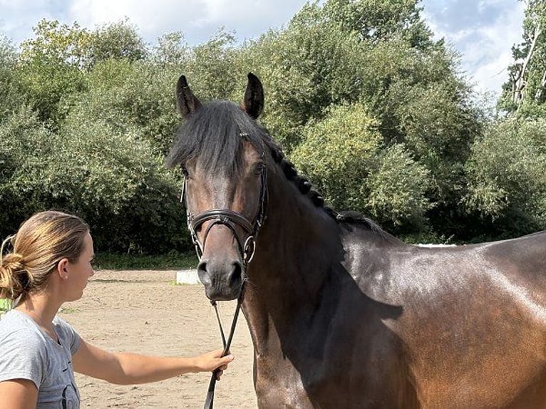 Oldenburger Ruin 7 Jaar 164 cm Donkerbruin in Verden (Aller)
