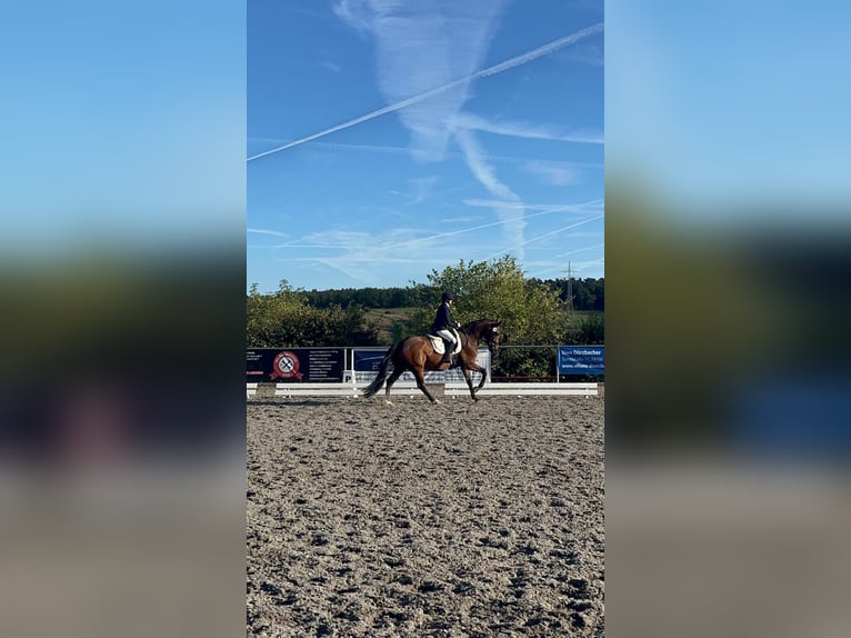 Oldenburger Ruin 7 Jaar 165 cm Bruin in Königheim