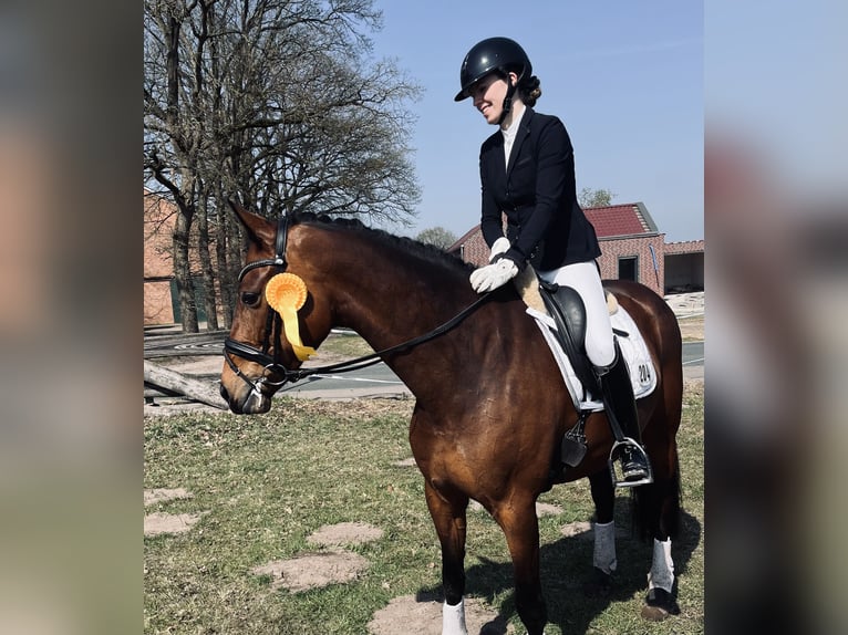 Oldenburger Ruin 7 Jaar 165 cm Bruin in Thuine
