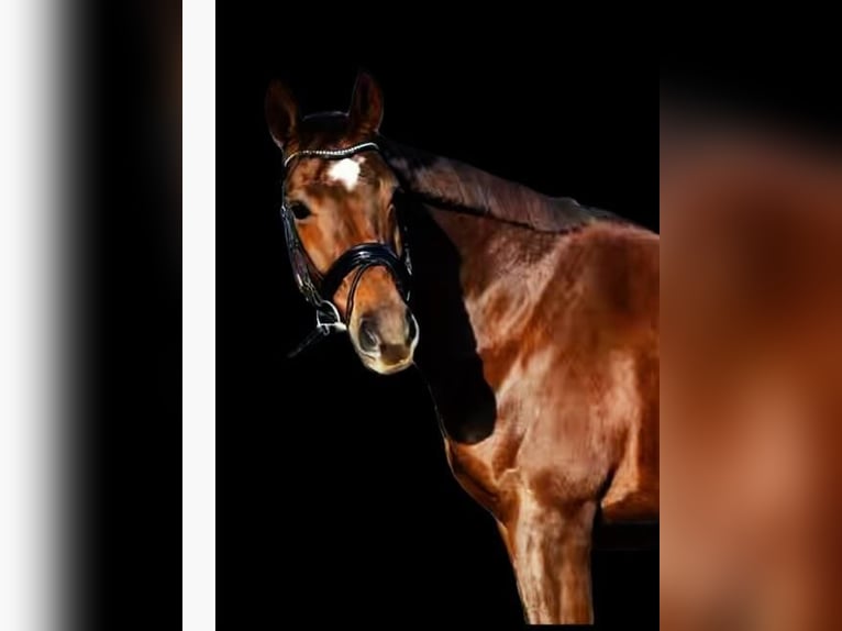 Oldenburger Ruin 7 Jaar 165 cm Donkere-vos in Elsdorf