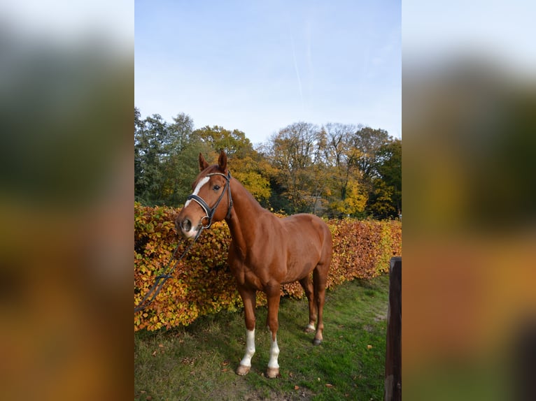 Oldenburger Ruin 7 Jaar 165 cm Vos in Aachen