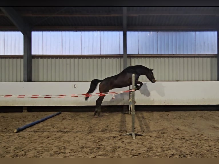 Oldenburger Ruin 7 Jaar 166 cm Donkerbruin in Wilhelmshaven