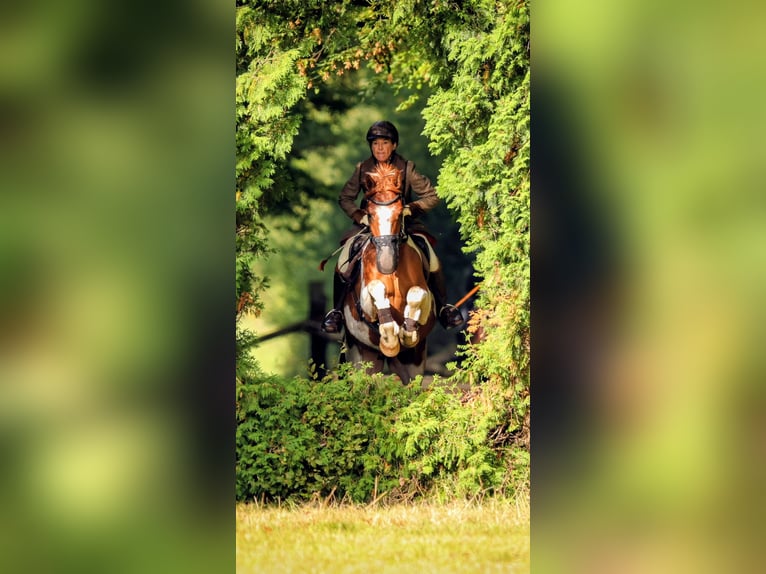 Oldenburger Ruin 7 Jaar 167 cm Gevlekt-paard in Oerlinghausen