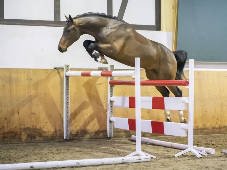 Oldenburger Ruin 7 Jaar 168 cm Bruin in Burgwedel