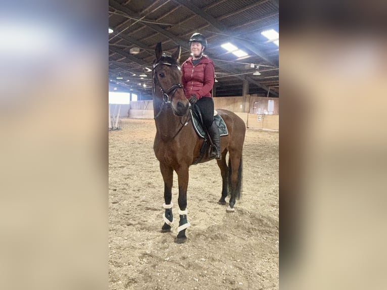 Oldenburger Ruin 7 Jaar 168 cm Bruin in Pelmberg