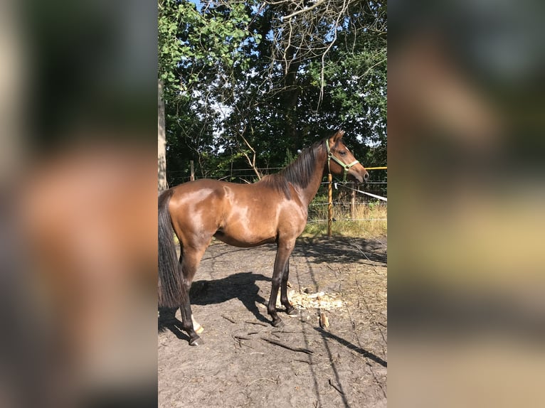 Oldenburger Ruin 7 Jaar 168 cm Bruin in Visselh&#xF6;vede