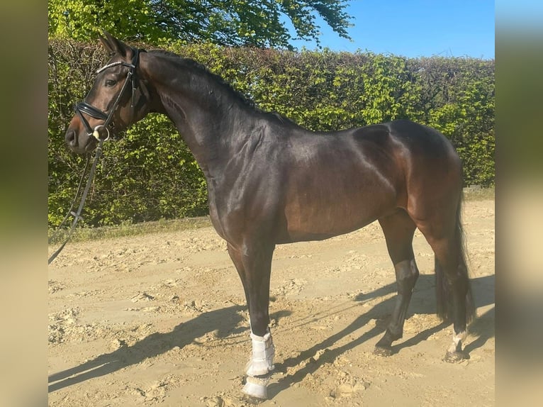 Oldenburger Ruin 7 Jaar 168 cm Donkerbruin in Sprockhövel