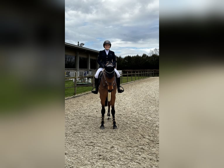 Oldenburger Ruin 7 Jaar 169 cm Bruin in Schwanstetten