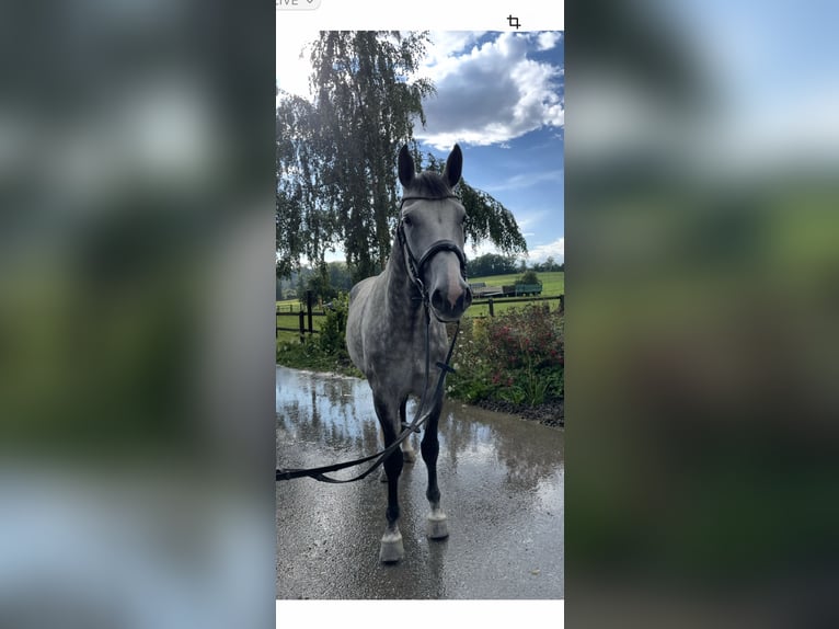 Oldenburger Ruin 7 Jaar 170 cm Appelschimmel in Wilhelmsdorf