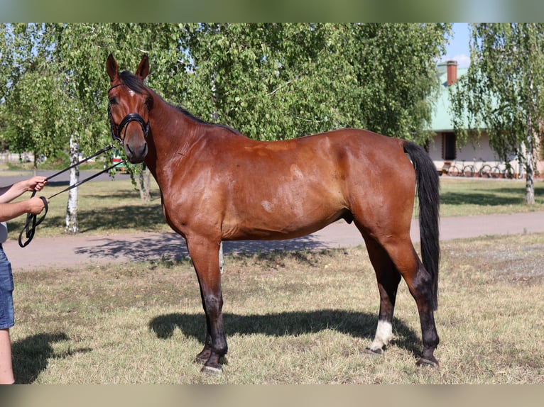 Oldenburger Ruin 7 Jaar 170 cm Bruin in GROTE-BROGEL