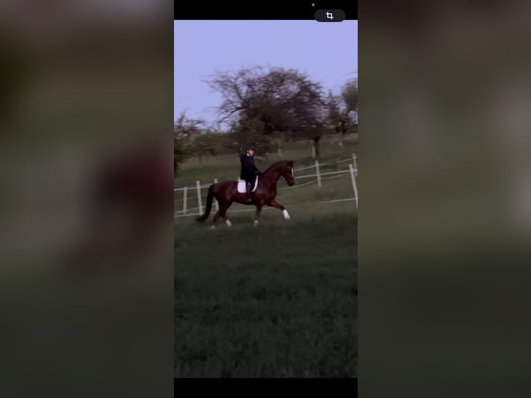 Oldenburger Ruin 7 Jaar 170 cm Donkere-vos in Pfaffenhofen