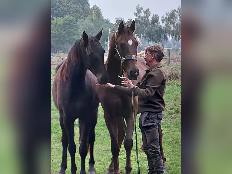 Oldenburger Ruin 7 Jaar 170 cm Zwartbruin in Viernheim