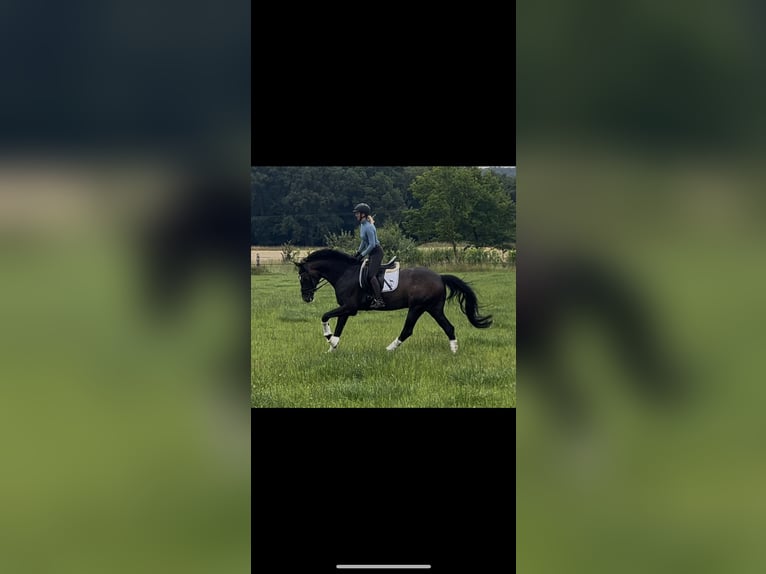 Oldenburger Ruin 7 Jaar 171 cm in Ibbenb&#xFC;ren