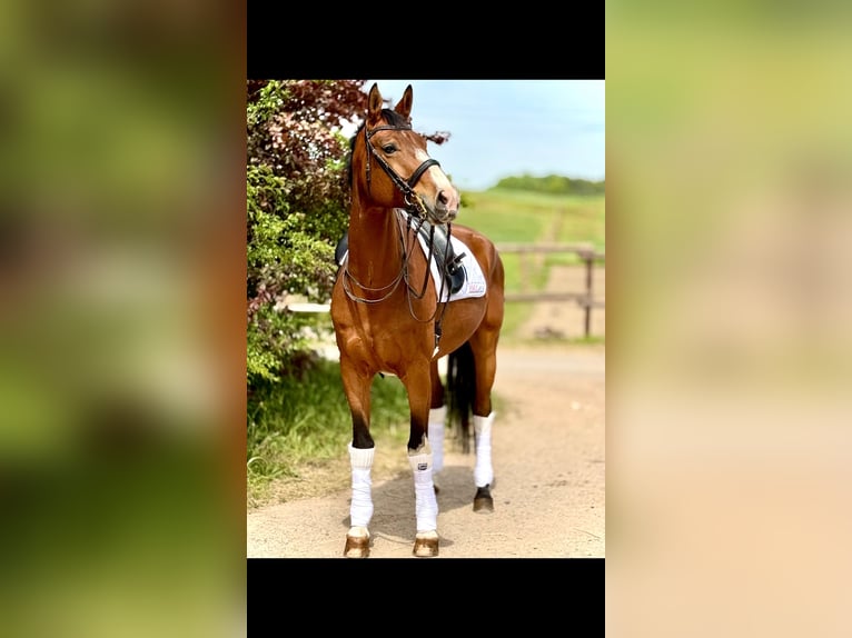 Oldenburger Ruin 7 Jaar 172 cm Bruin in Saarbrücken