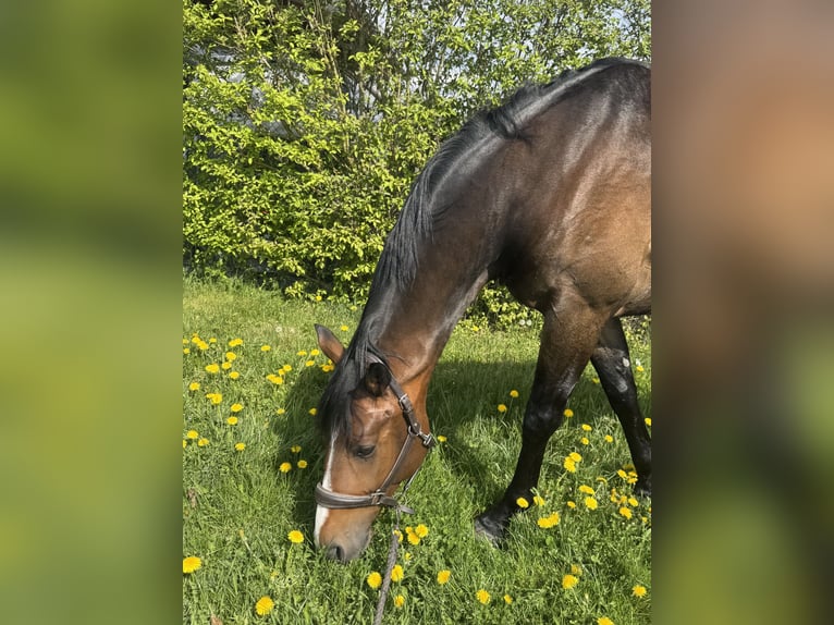 Oldenburger Ruin 7 Jaar 172 cm Donkerbruin in Bad Homburg vor der Höhe
