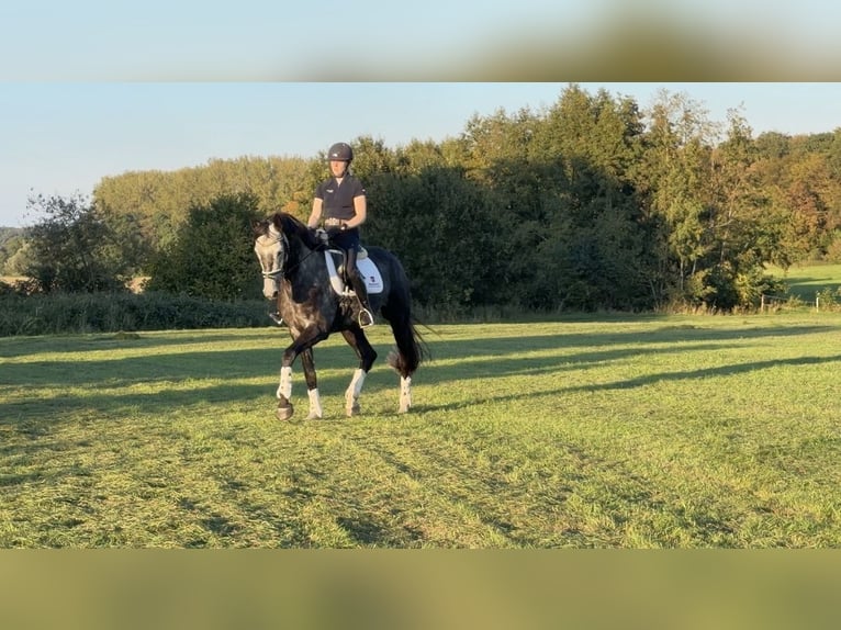 Oldenburger Ruin 7 Jaar 172 cm Schimmel in Oelde