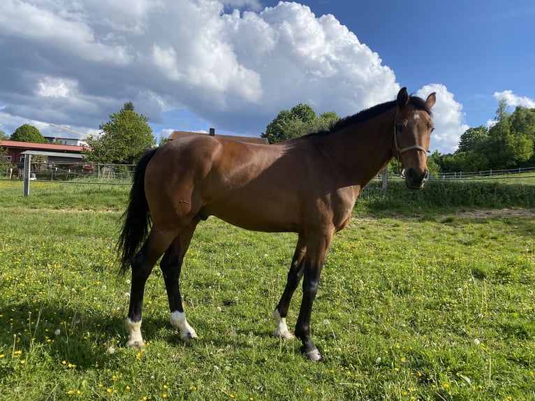 Oldenburger Ruin 7 Jaar 173 cm Bruin in Regen