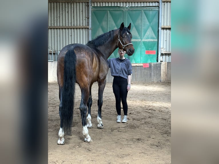 Oldenburger Ruin 7 Jaar 173 cm Bruin in Molsberg