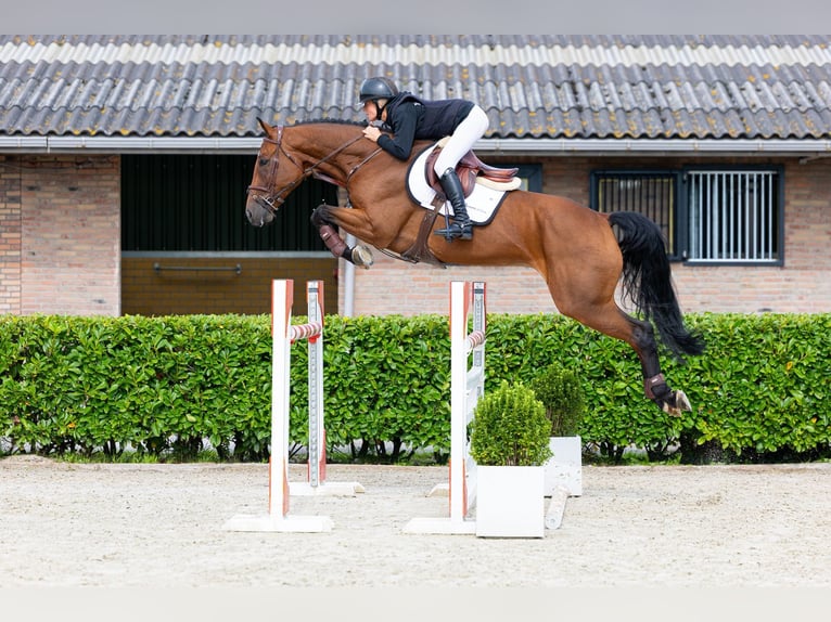 Oldenburger Ruin 7 Jaar 174 cm Bruin in Waddinxveen