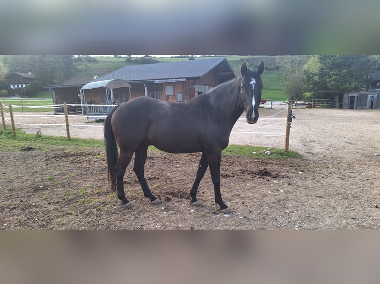 Oldenburger Mix Ruin 7 Jaar 175 cm Zwartbruin in Koppl