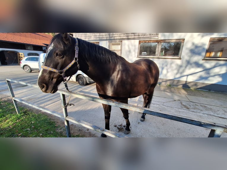Oldenburger Mix Ruin 7 Jaar 175 cm Zwartbruin in Koppl