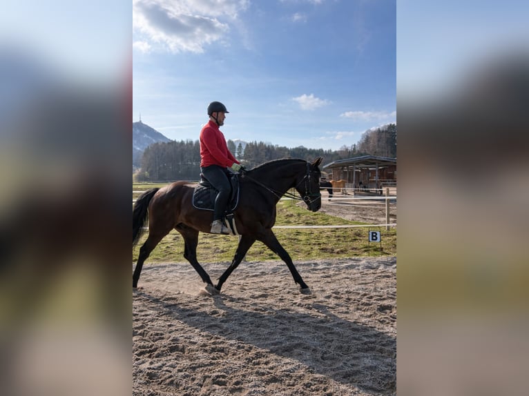Oldenburger Mix Ruin 7 Jaar 175 cm Zwartbruin in Koppl